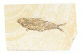 Detailed Fossil Fish (Knightia) - Wyoming #361075-1